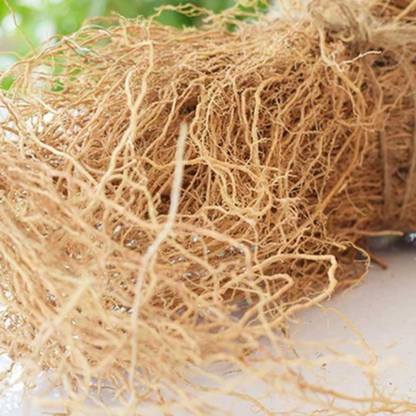 Ramacham (Vetiver) Medicinal Live Plant