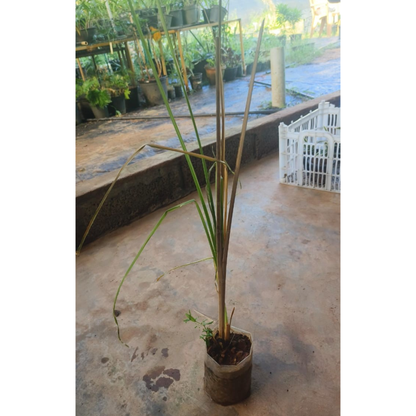 Ramacham (Vetiver) Medicinal Live Plant