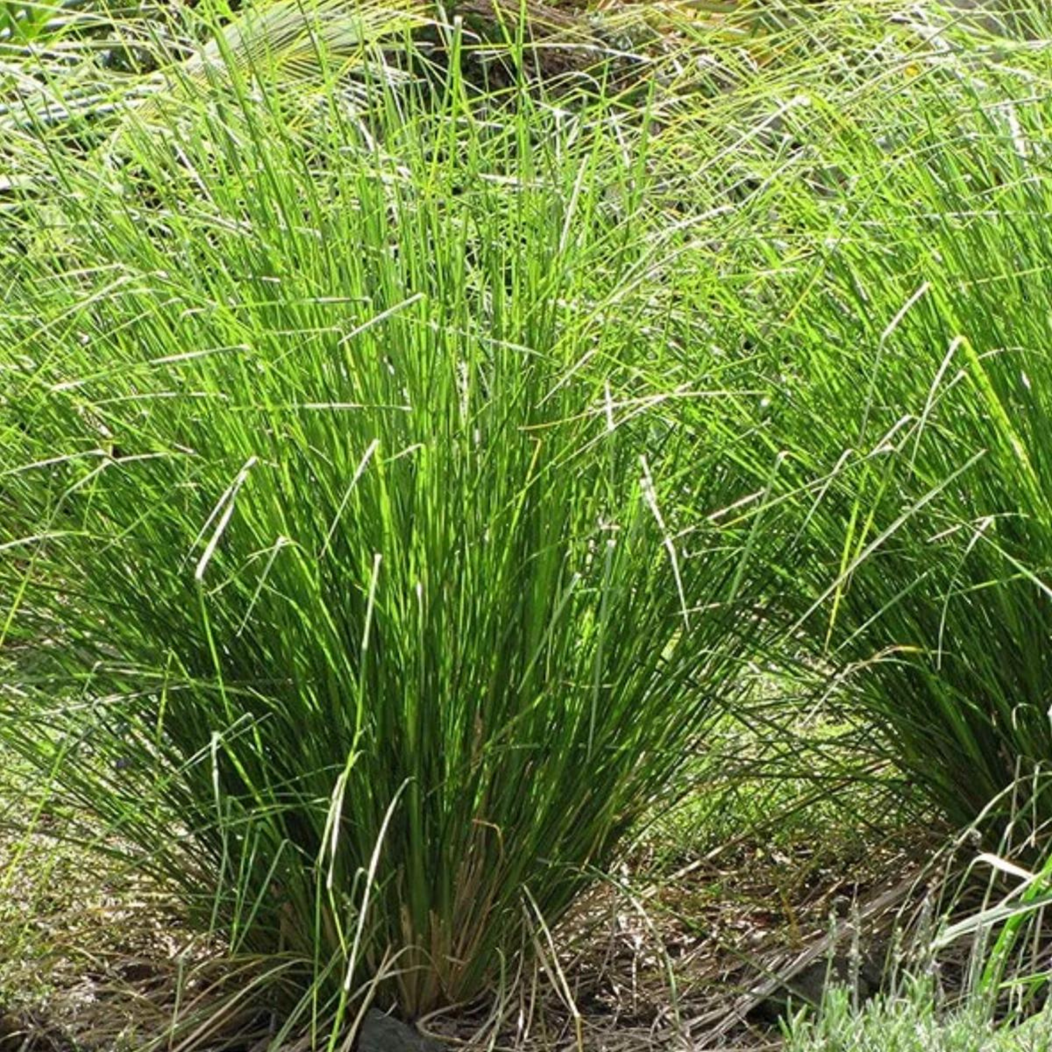 Ramacham (Vetiver) Medicinal Live Plant