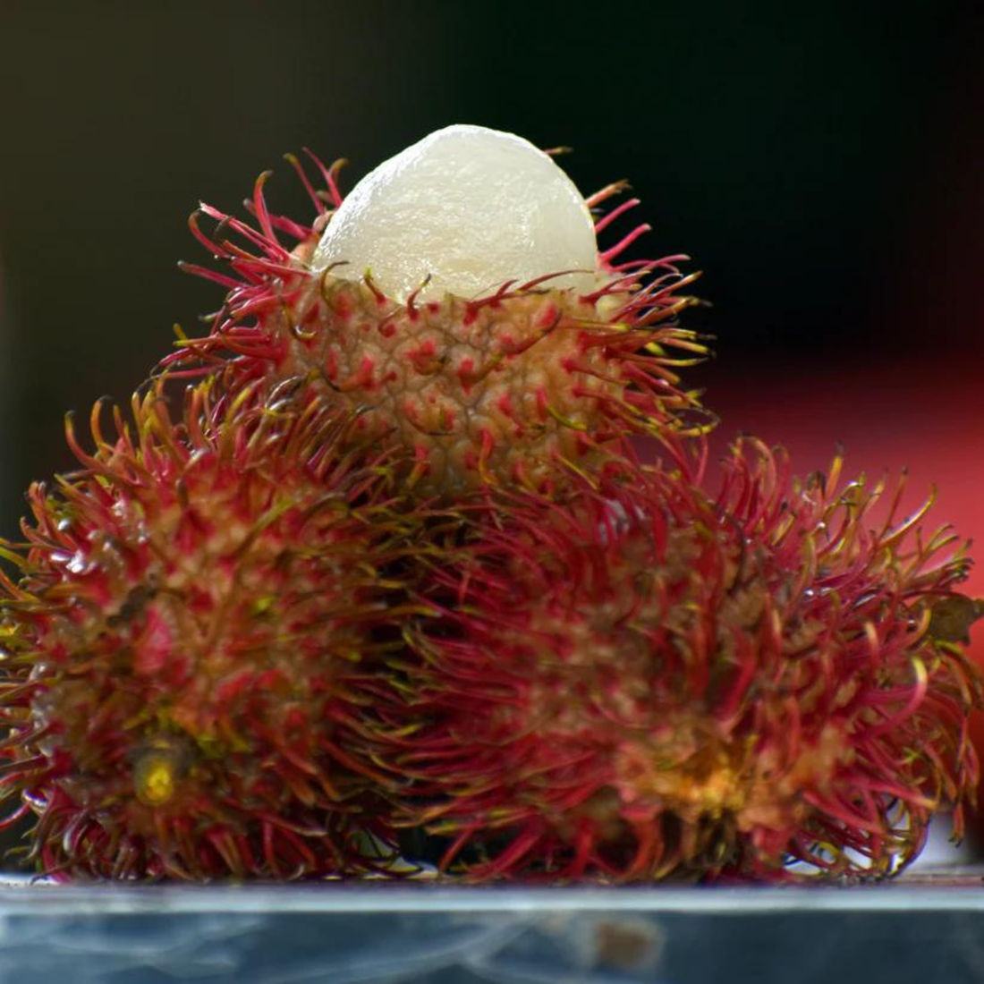 Rambutan Caesar (Red) Fruit Live Plant