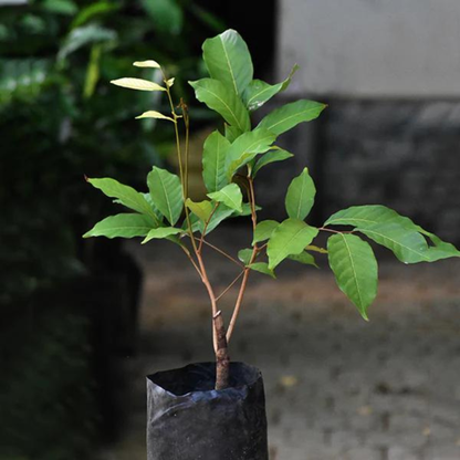 Rambutan Caesar (Red) Fruit Live Plant