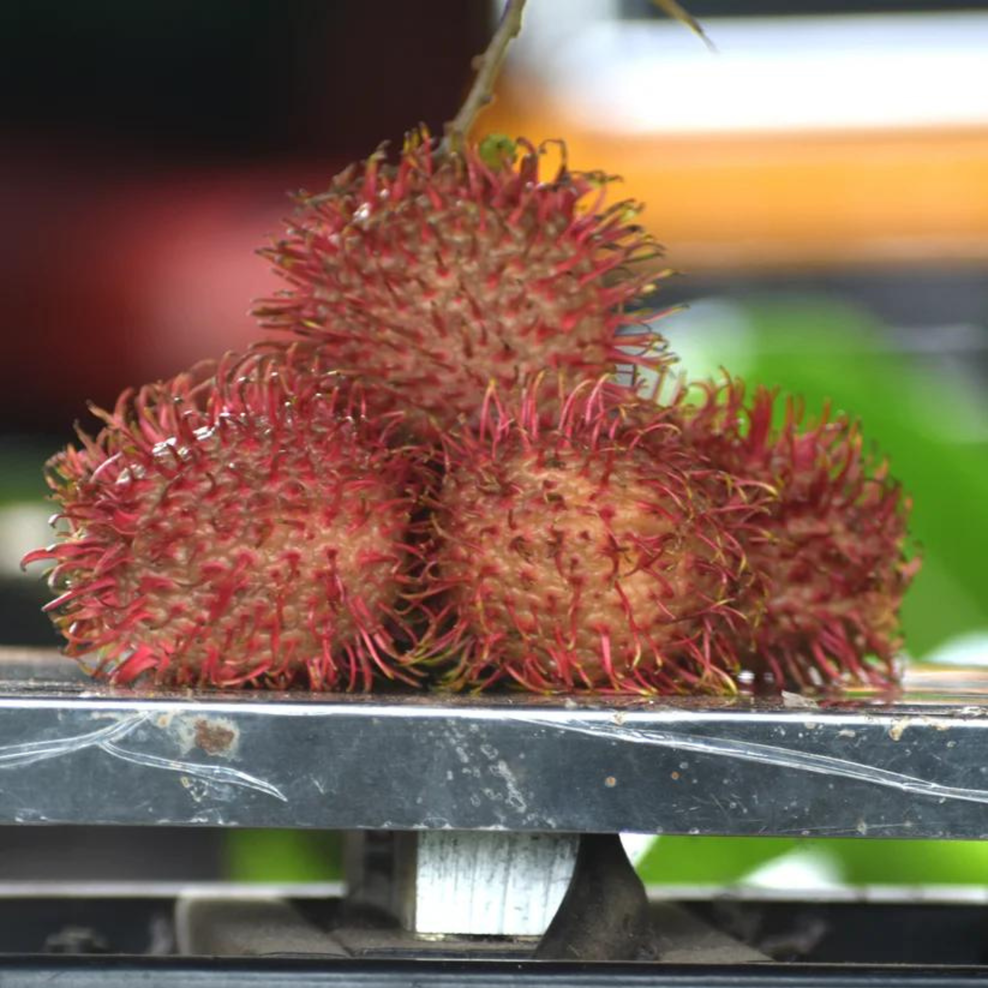 Rambutan Caesar (Red) Fruit Live Plant