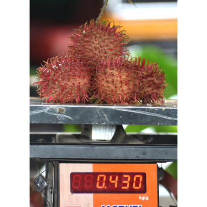 Rambutan Caesar (Red) Fruit Live Plant