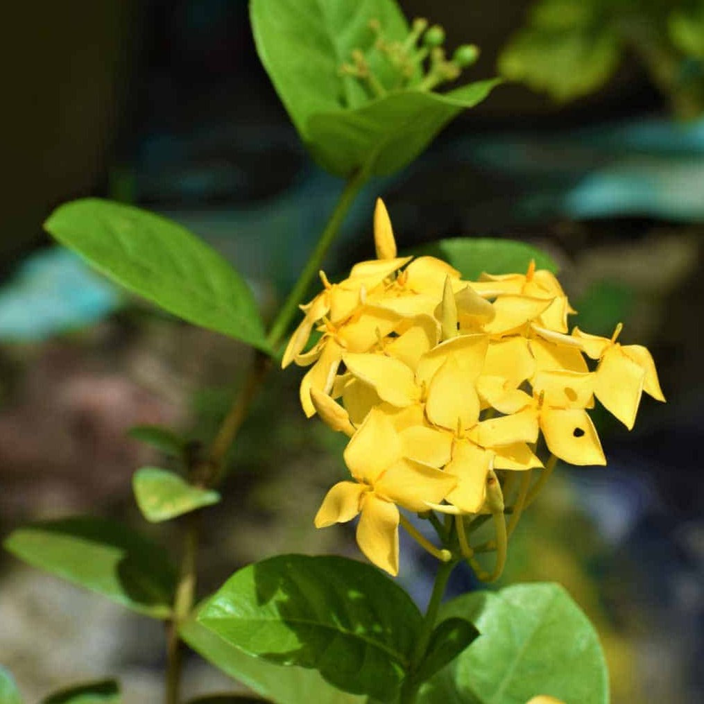 Ixora Yellow All Time Flowering Live Plant