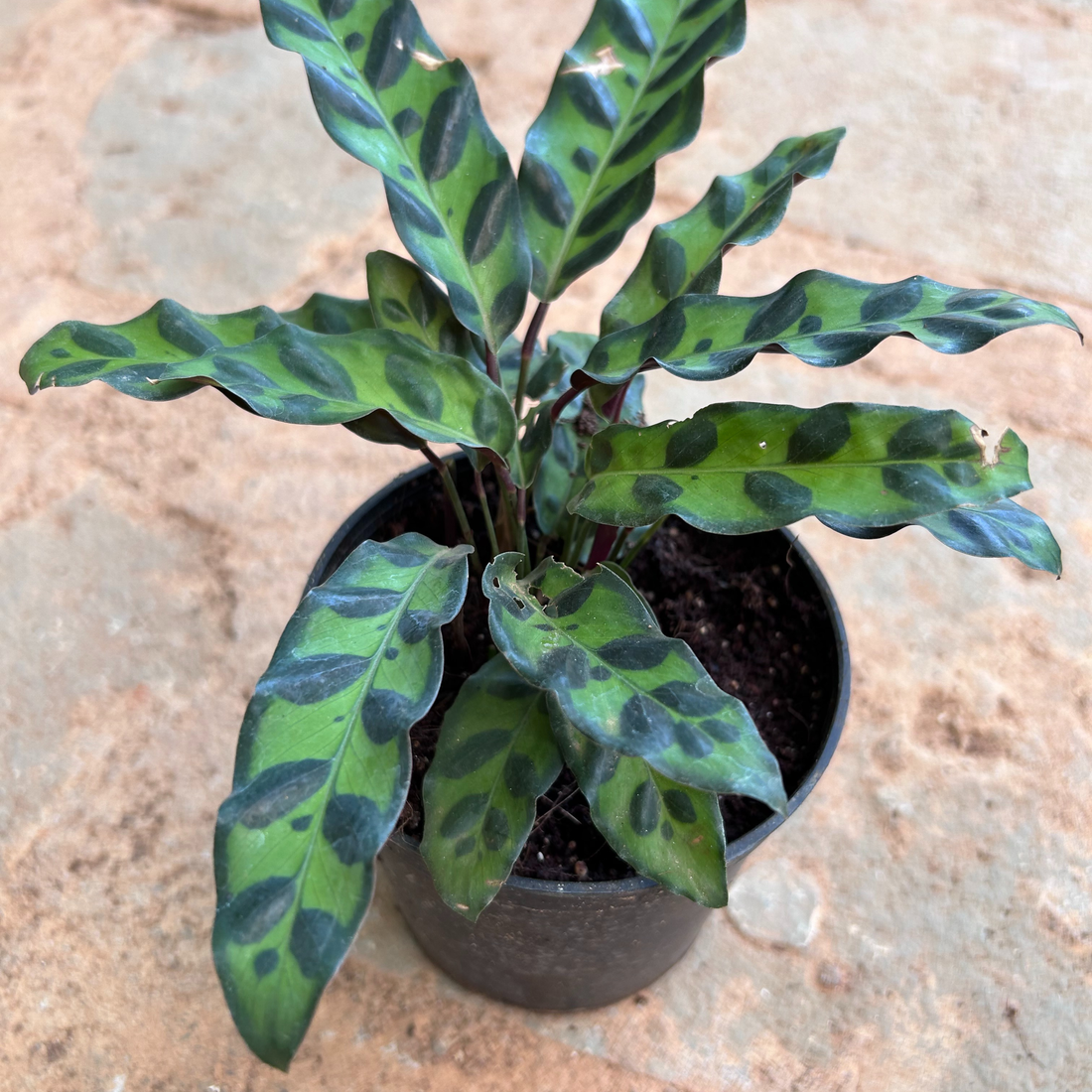 Rattlesnake Plant / Calathea Lancifolia (Goeppertia insignis) Live Plant