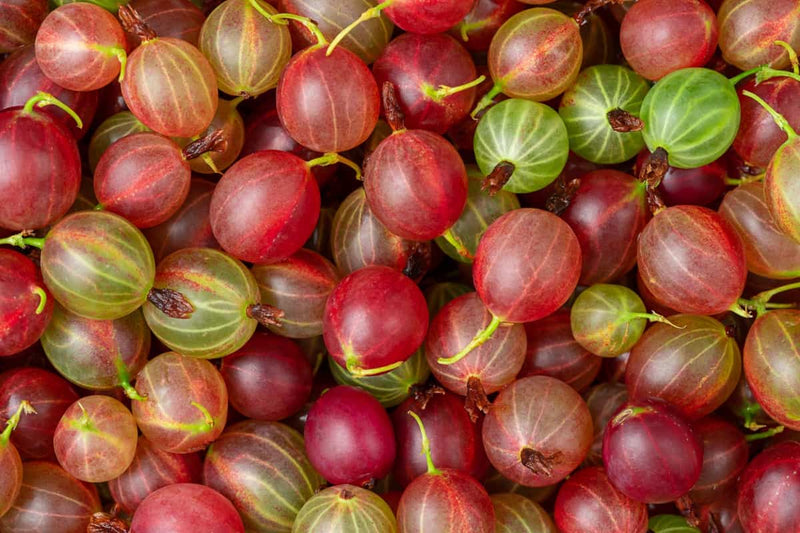 Red Gooseberry Grafted Live Plant (Ribes uva-crispa)
