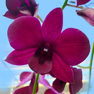 Dendrobium Red Town (Extra Big Size Seedling)