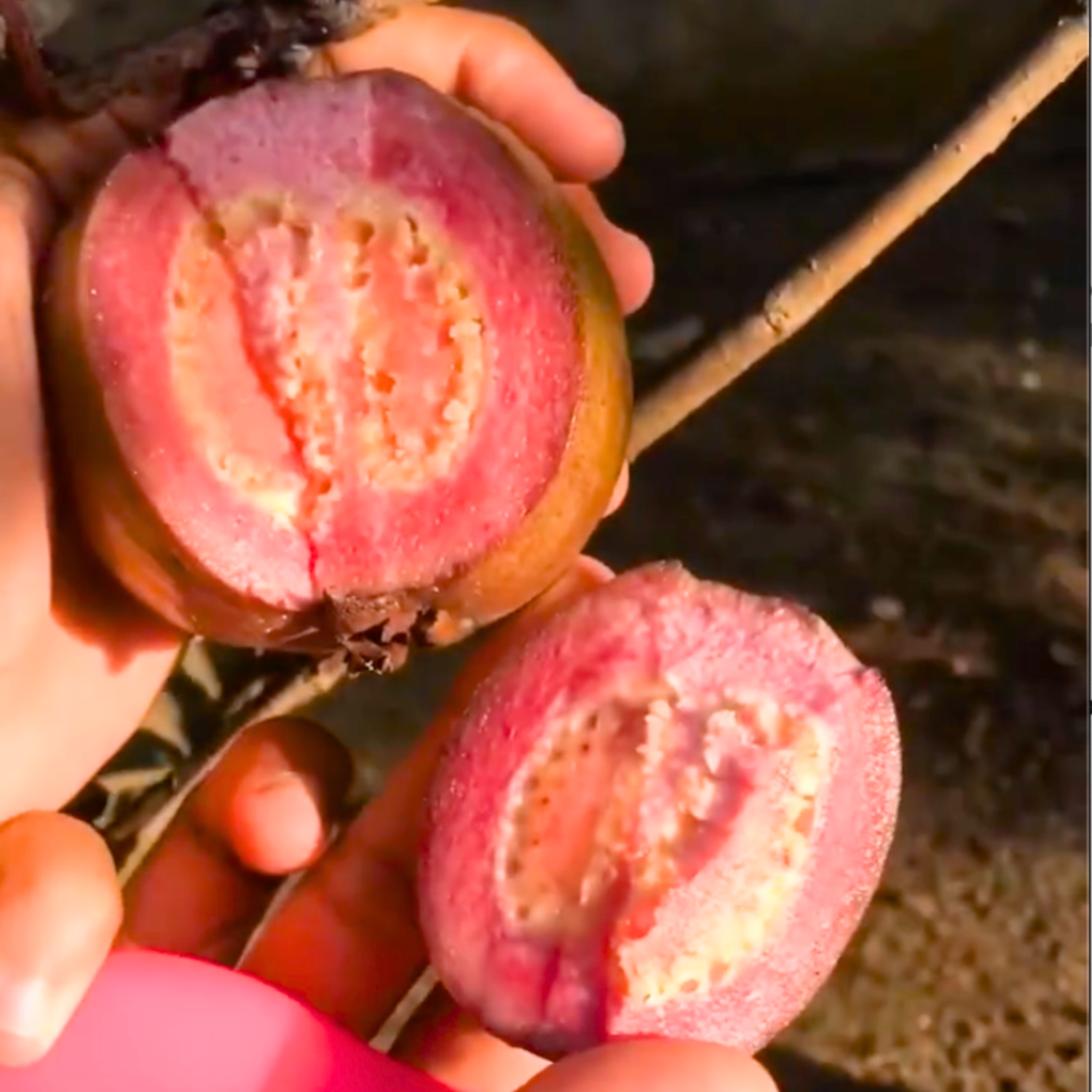 Red Apple (Purple) Guava Live Plant