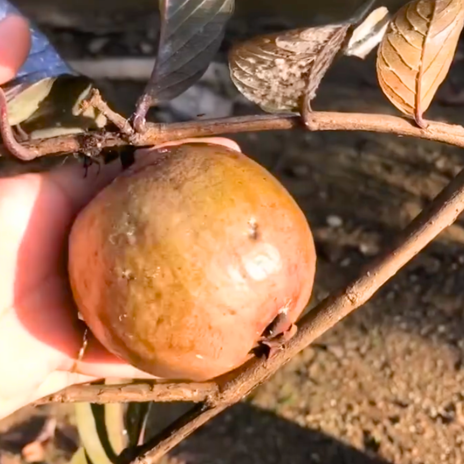 Red Apple (Purple) Guava Live Plant