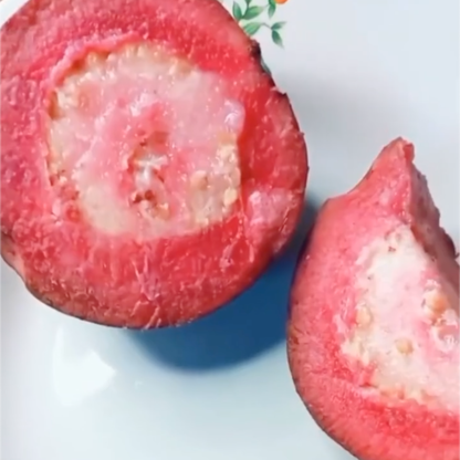 Red Apple (Purple) Guava Live Plant