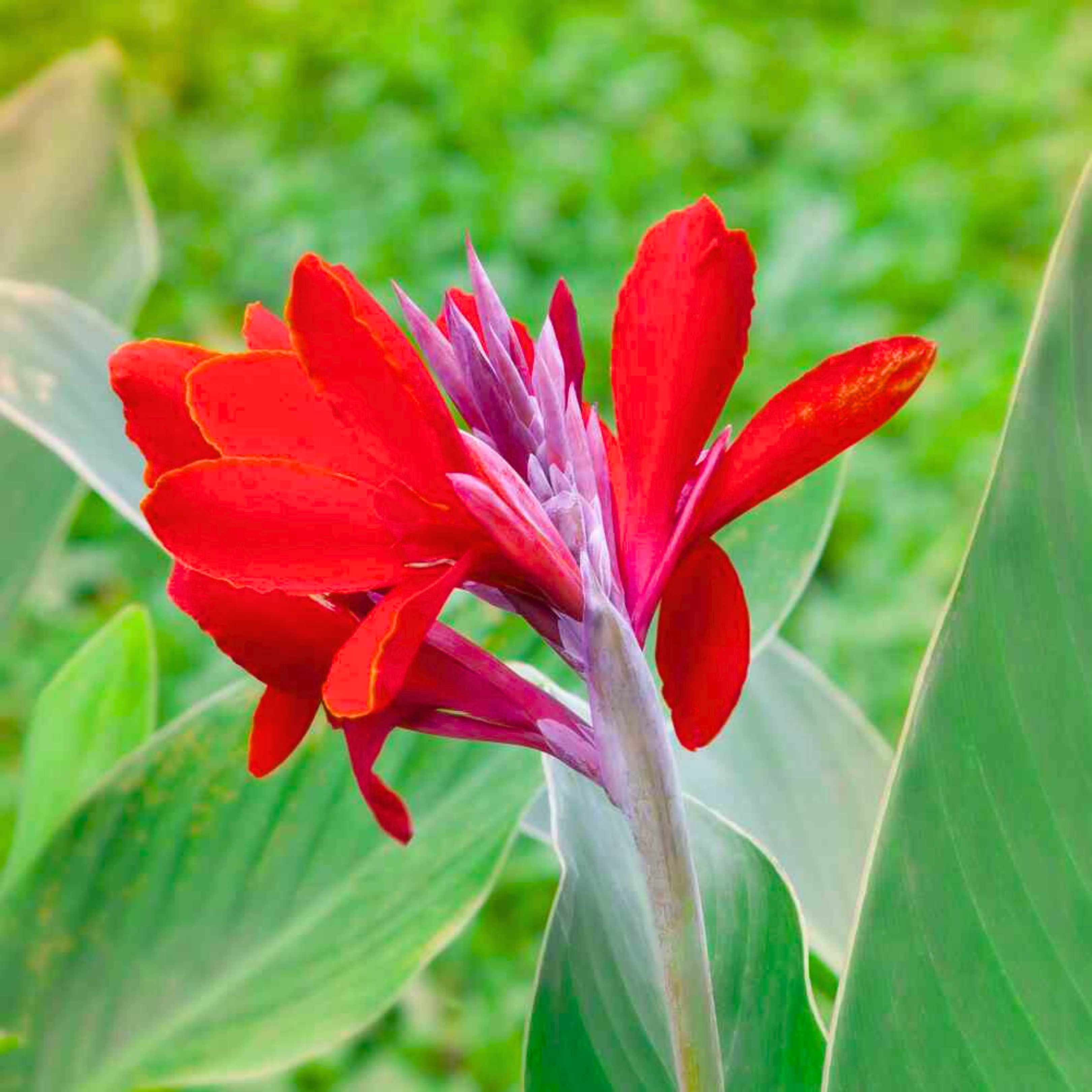 Red Canna Lily / Indian Shot (Canna indica) Flowering Live Plant