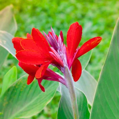 Red Canna Lily / Indian Shot (Canna indica) Flowering Live Plant