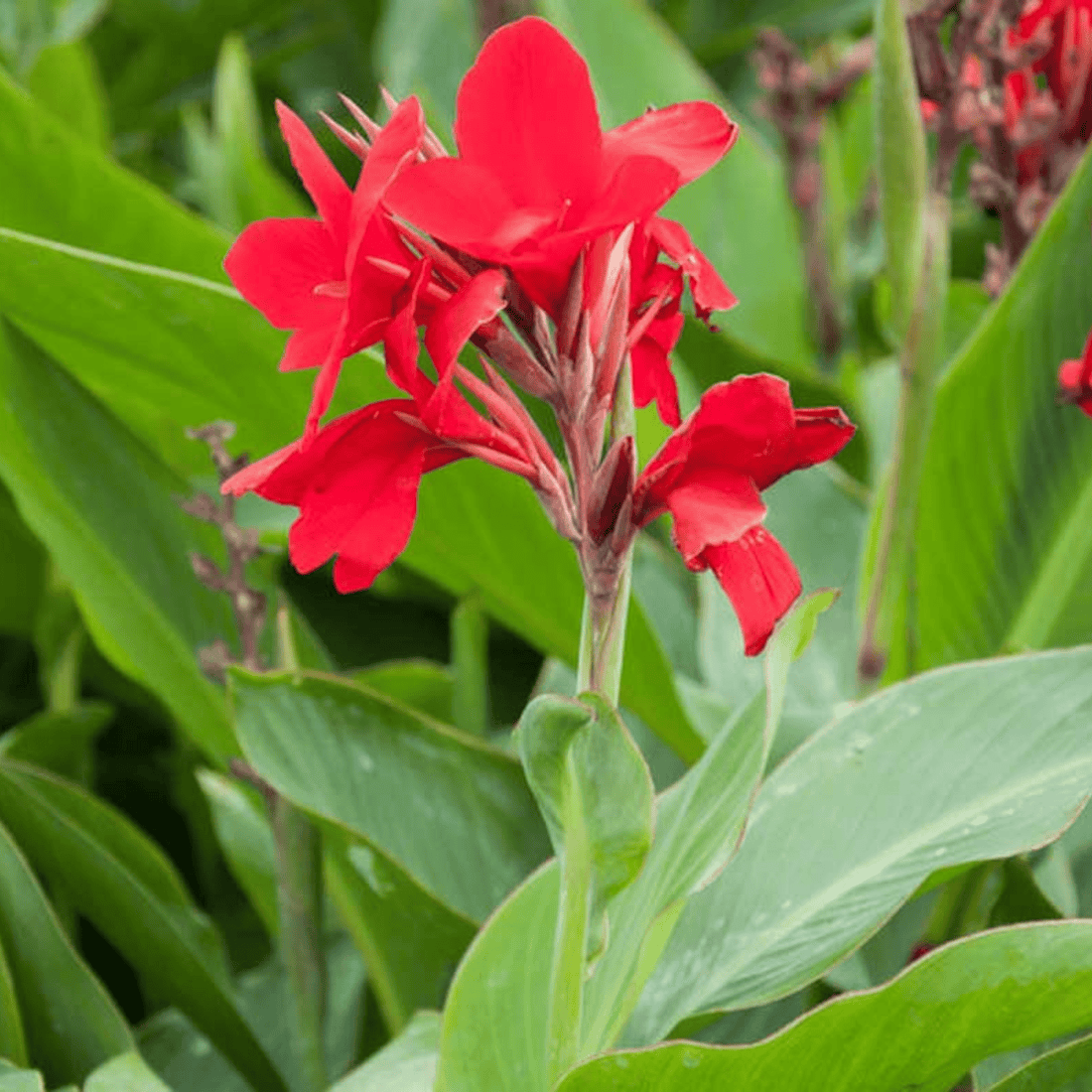 Red Canna Lily / Indian Shot (Canna indica) Flowering Live Plant