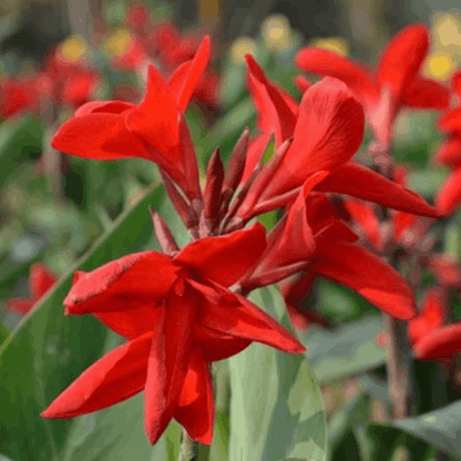 Red Canna Lily / Indian Shot (Canna indica) Flowering Live Plant