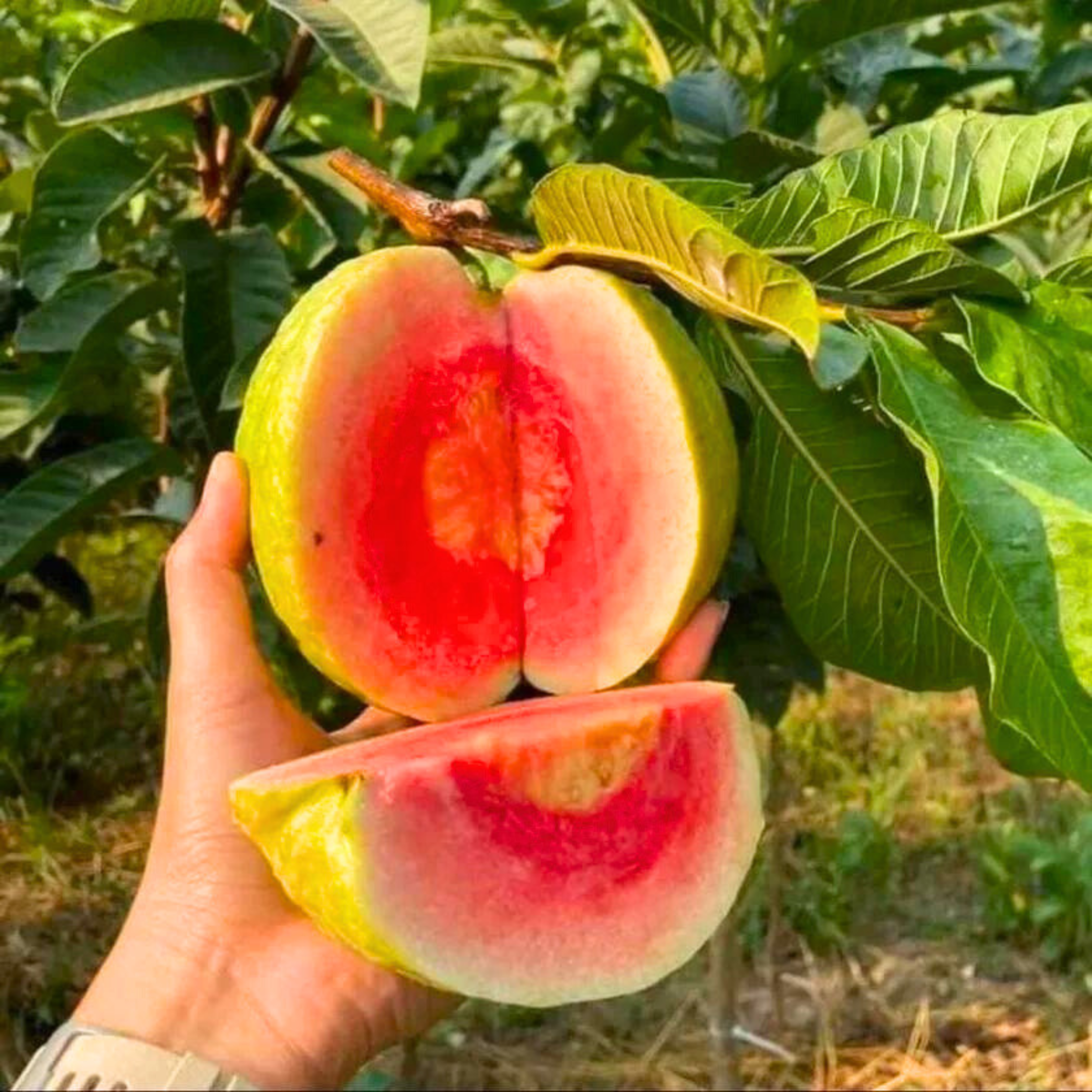 Red Diamond Guava Grafted Live Plant