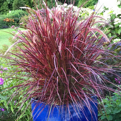 Red Ribbon / Fountain Grass (Pennisetum setaceum) Ornamental Live Plant