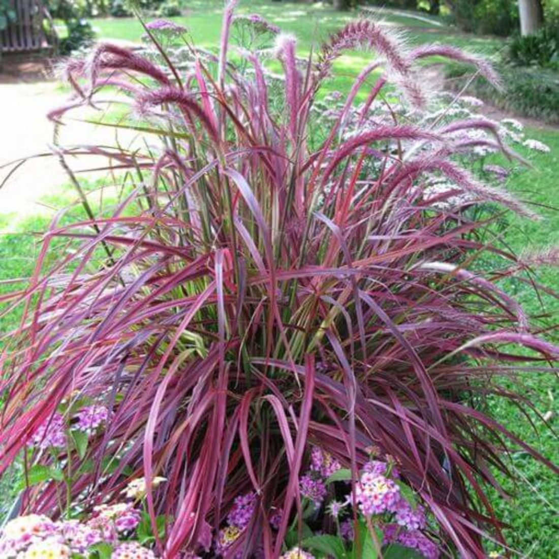 Red Fountain Grass (Pennisetum setaceum) Ornamental Live Plant