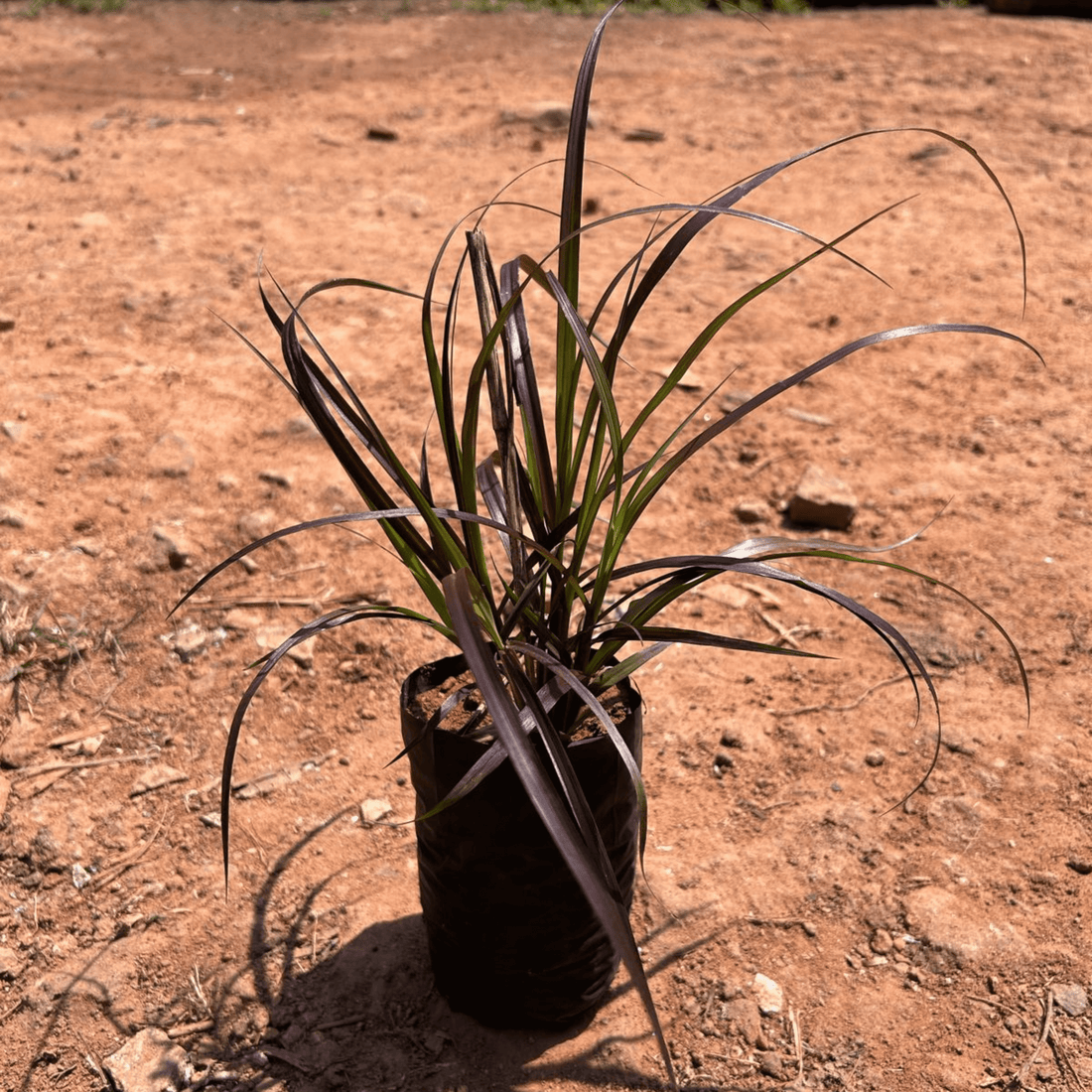 Red Fountain Grass (Pennisetum setaceum) Ornamental Live Plant