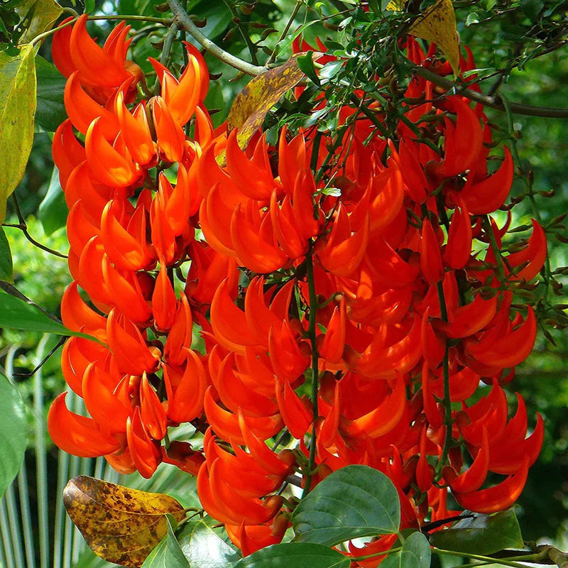 Nema/Blue Jade Vine (Strongylodon macrobotrys) &amp; Red Jade Vine (Mucuna Bennettii) Combo Live Plants