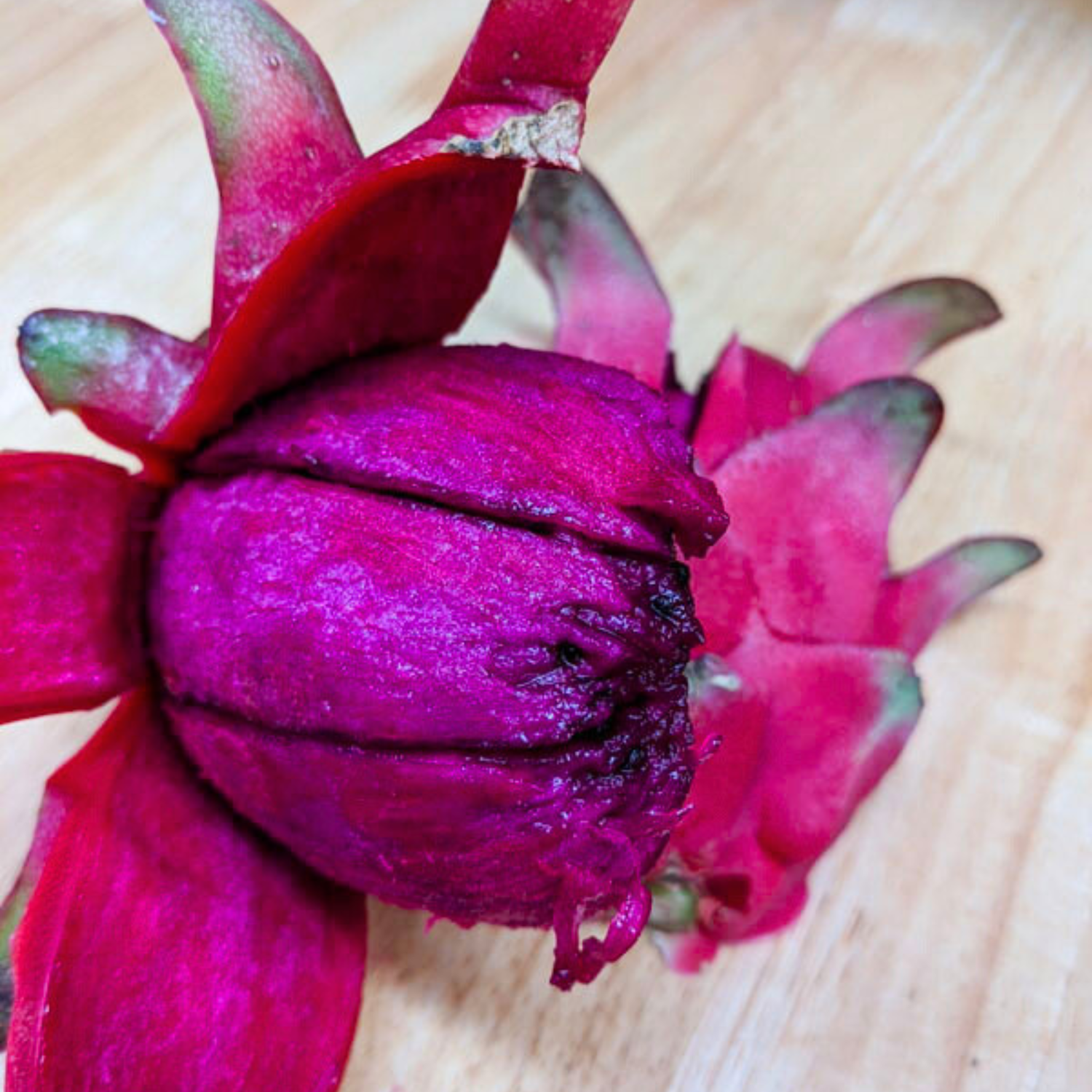 Red Jaina Dragon Fruit Live Plant