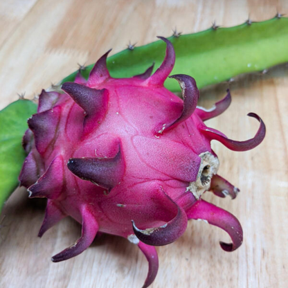 Red Jaina Dragon Fruit Live Plant