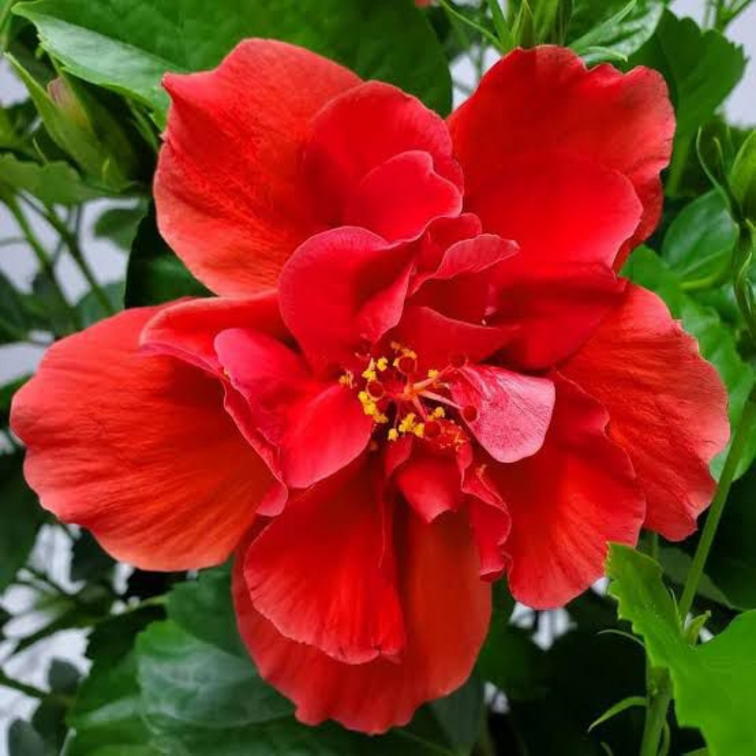 Red Multi Petal Hibiscus All Time Flowering Live Plant