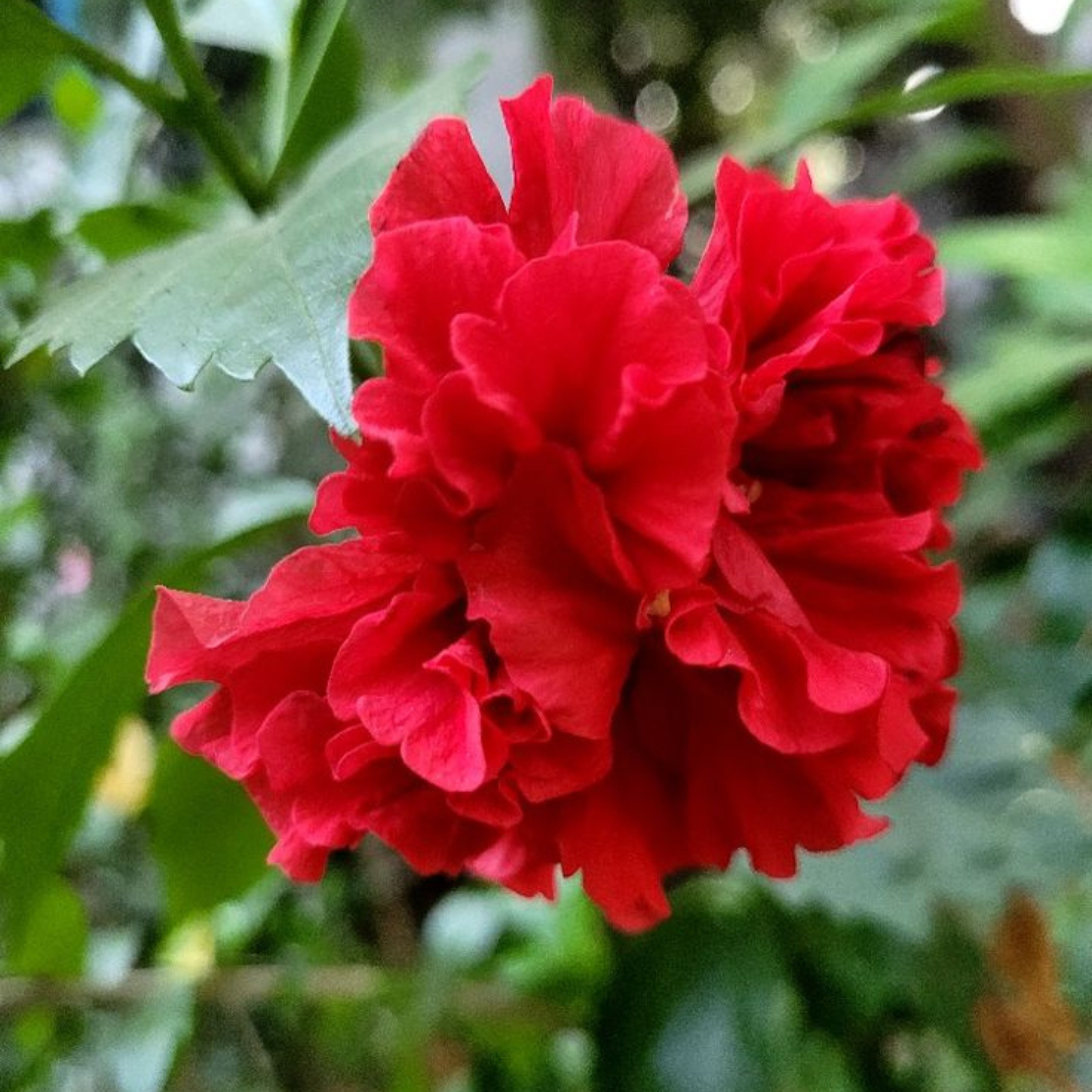 Red Multi Petal Hibiscus All Time Flowering Live Plant