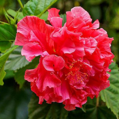 Red Multi Petal Hibiscus All Time Flowering Live Plant