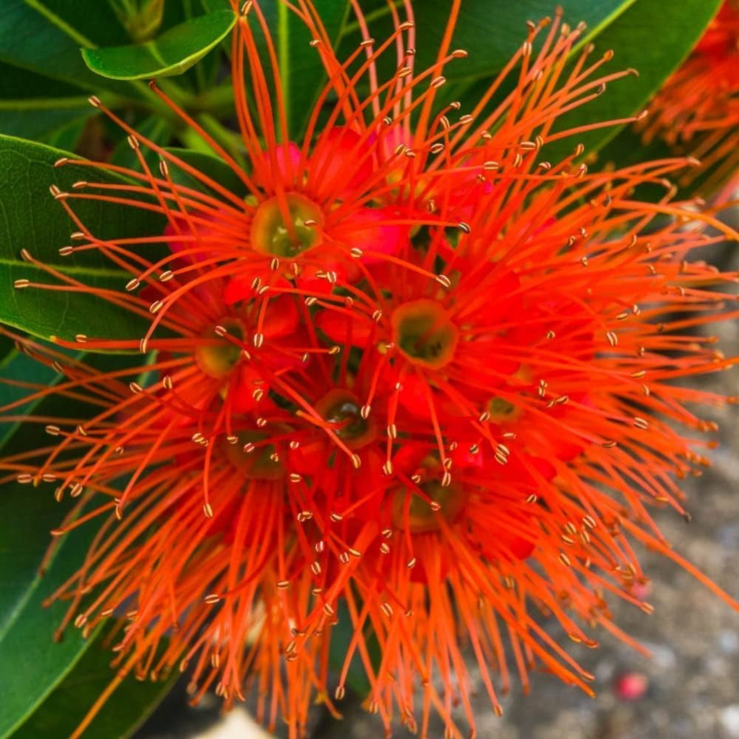 Red Penda / Rosida Red (Xanthostemon chrysanthus) Flowering Live Plant