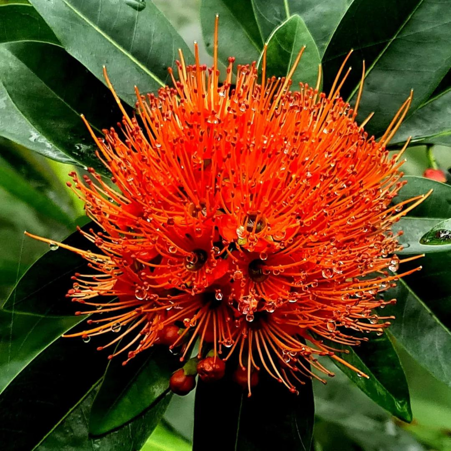 Red Penda / Rosida Red (Xanthostemon chrysanthus) Flowering Live Plant