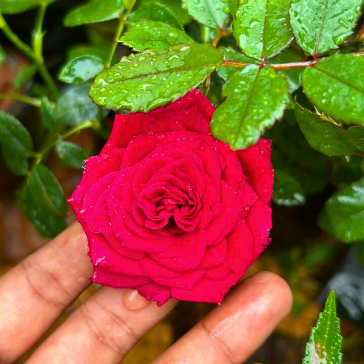 Red Rose Grafted Live Plant