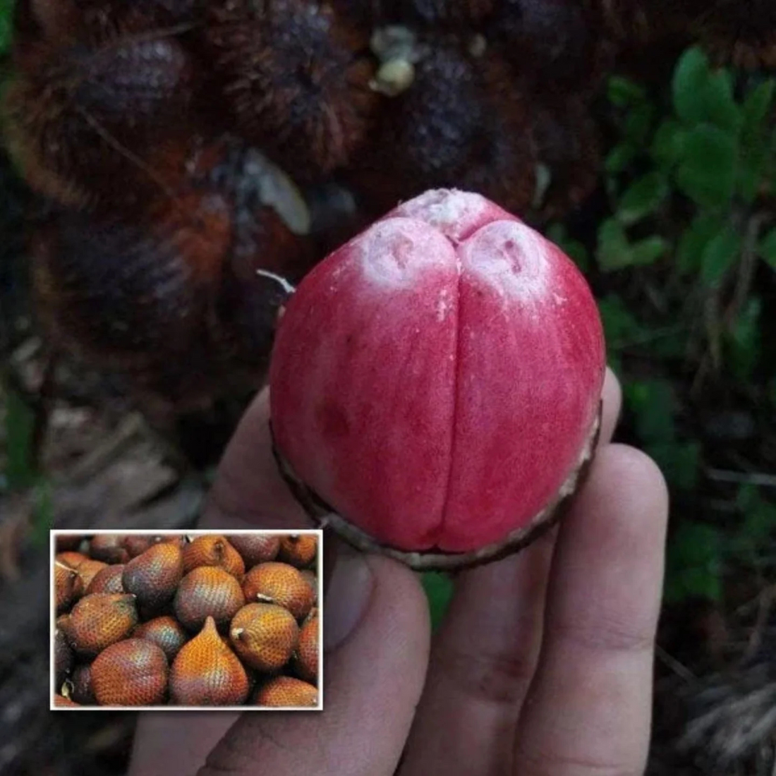 Red Salak (Salacca Zalacca) Rare Fruit Live Plant