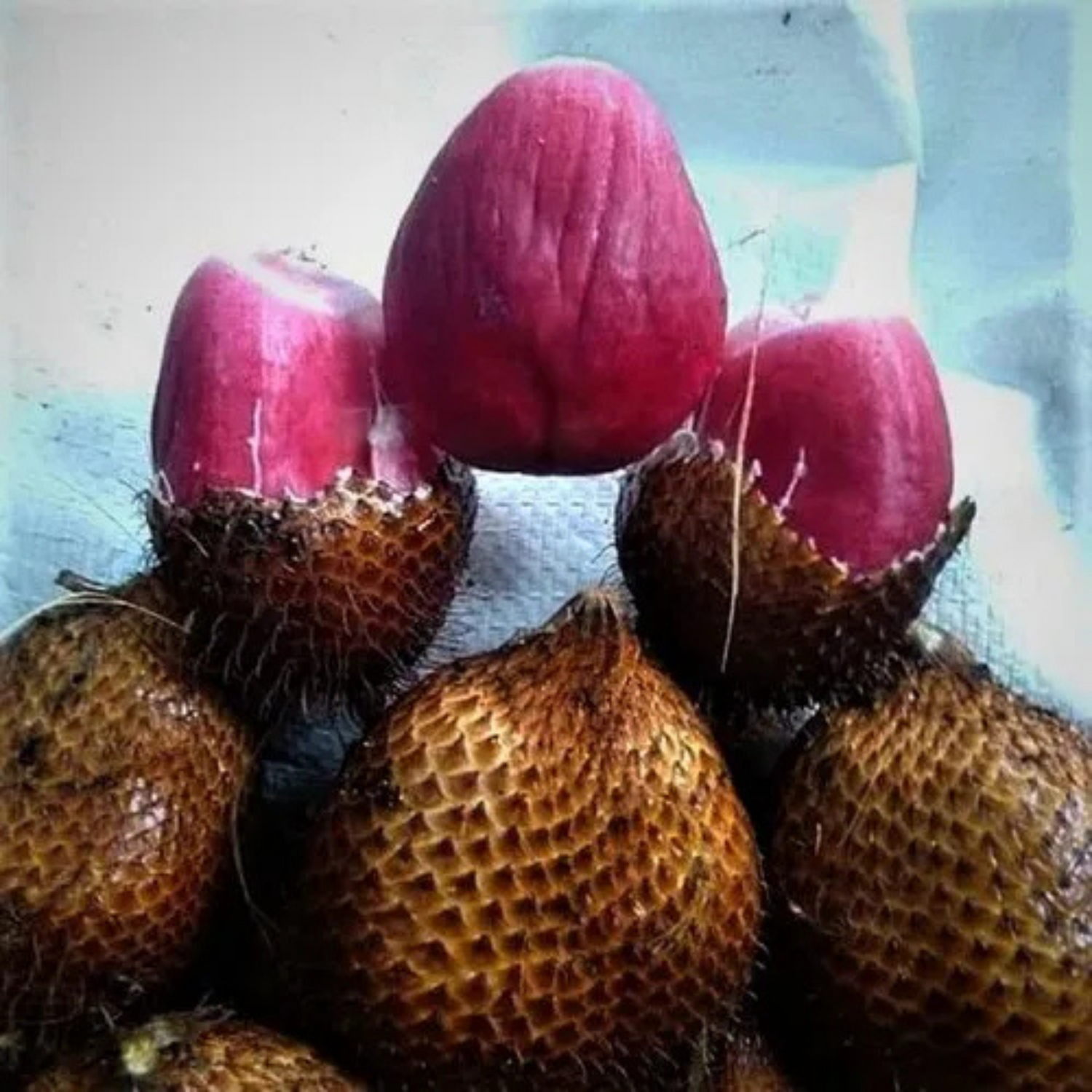 Red Salak (Salacca Zalacca) Rare Fruit Live Plant