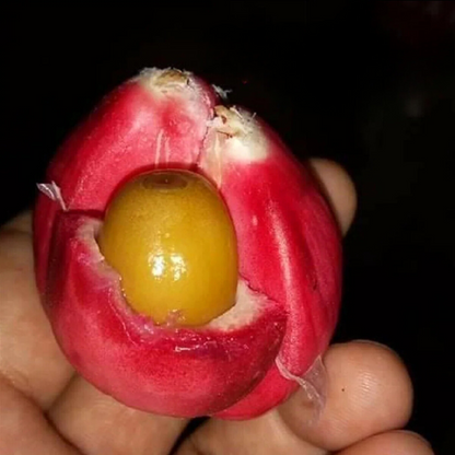 Red Salak (Salacca Zalacca) Rare Fruit Live Plant