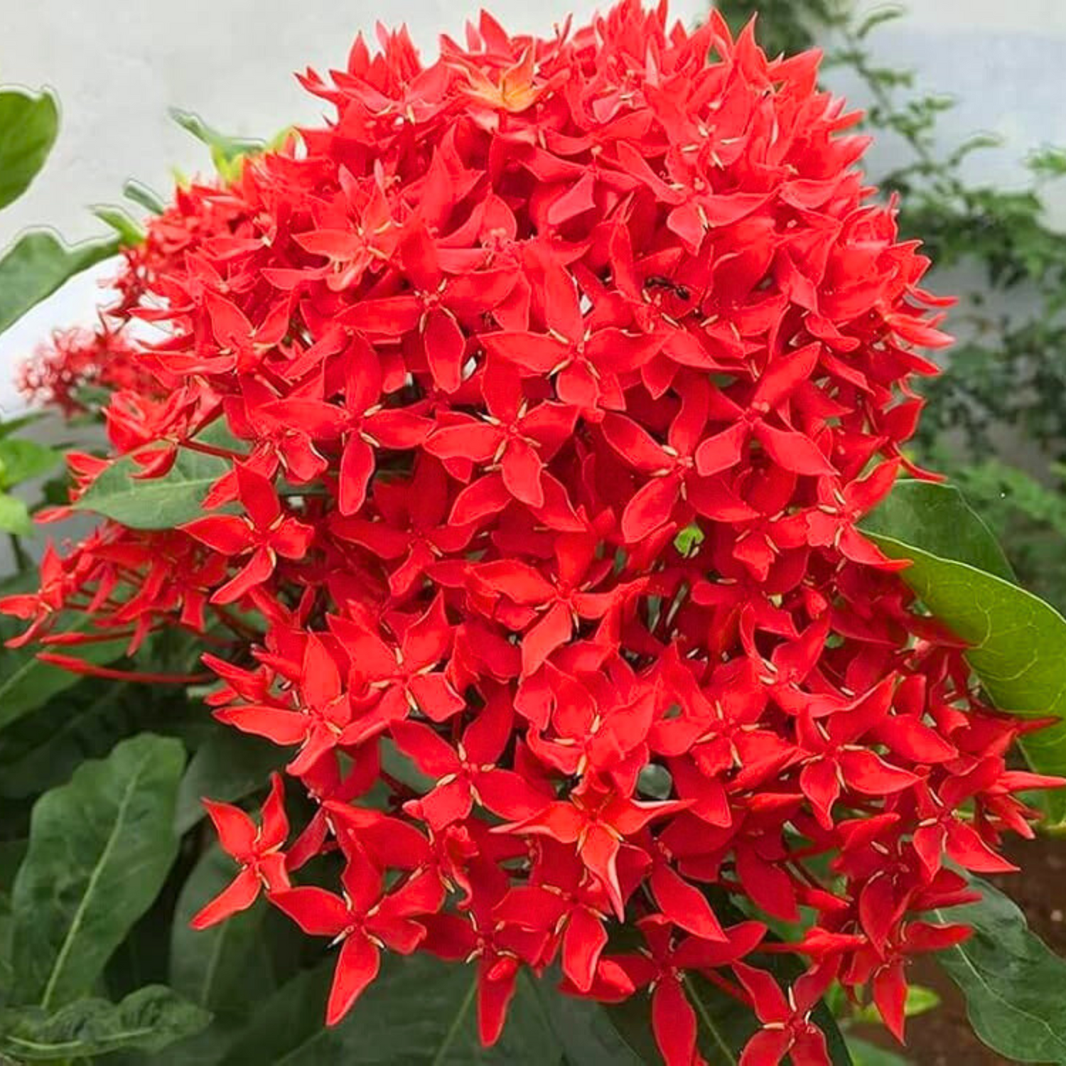 Red Thetti Big Flowers (Ixora coccinea) All Time Flowering Live Plant