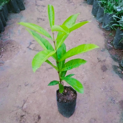 Red Thetti Big Flowers (Ixora coccinea) All Time Flowering Live Plant