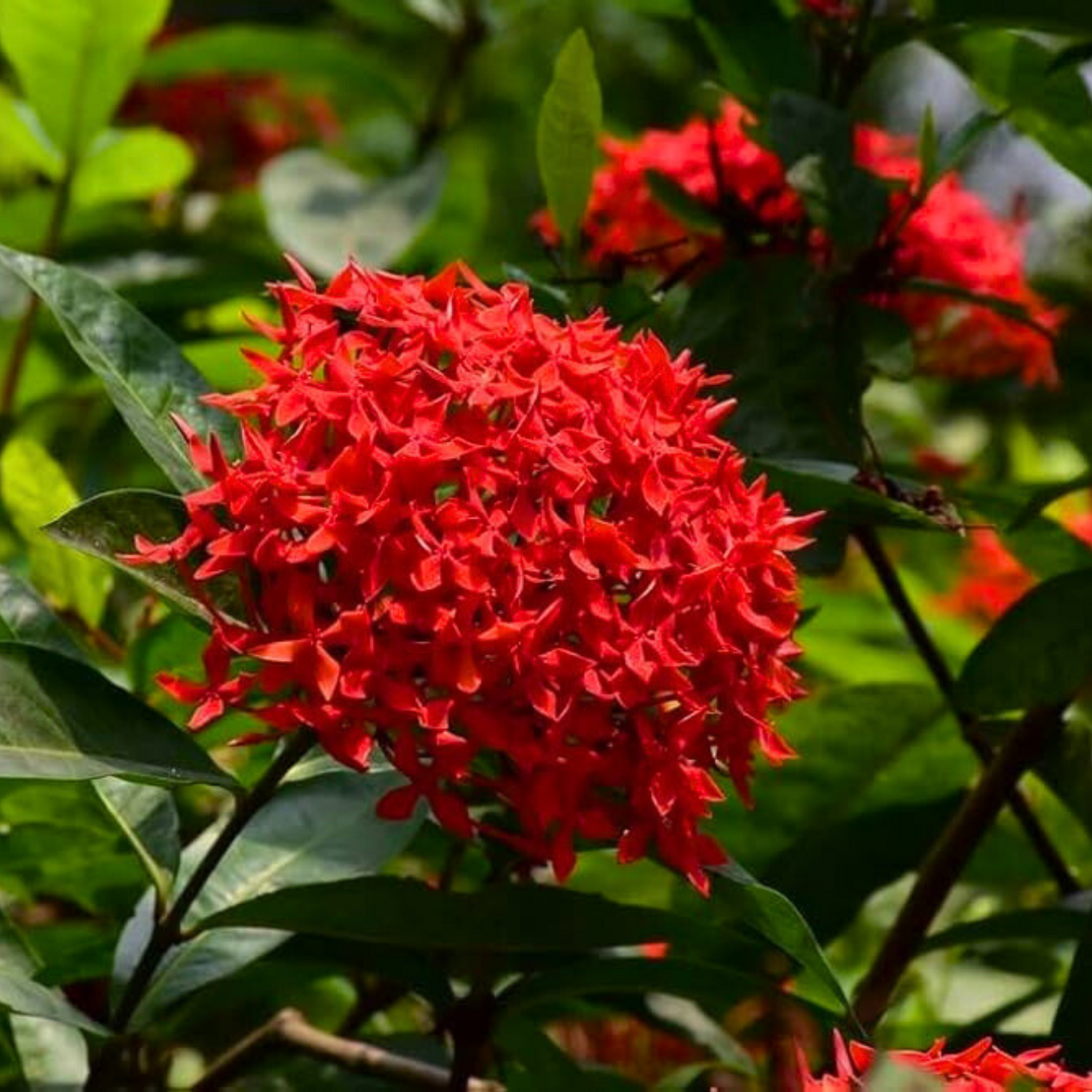 Red Thetti Big Flowers (Ixora coccinea) All Time Flowering Live Plant