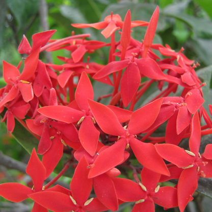 Red Thetti Big Flowers (Ixora coccinea) All Time Flowering Live Plant