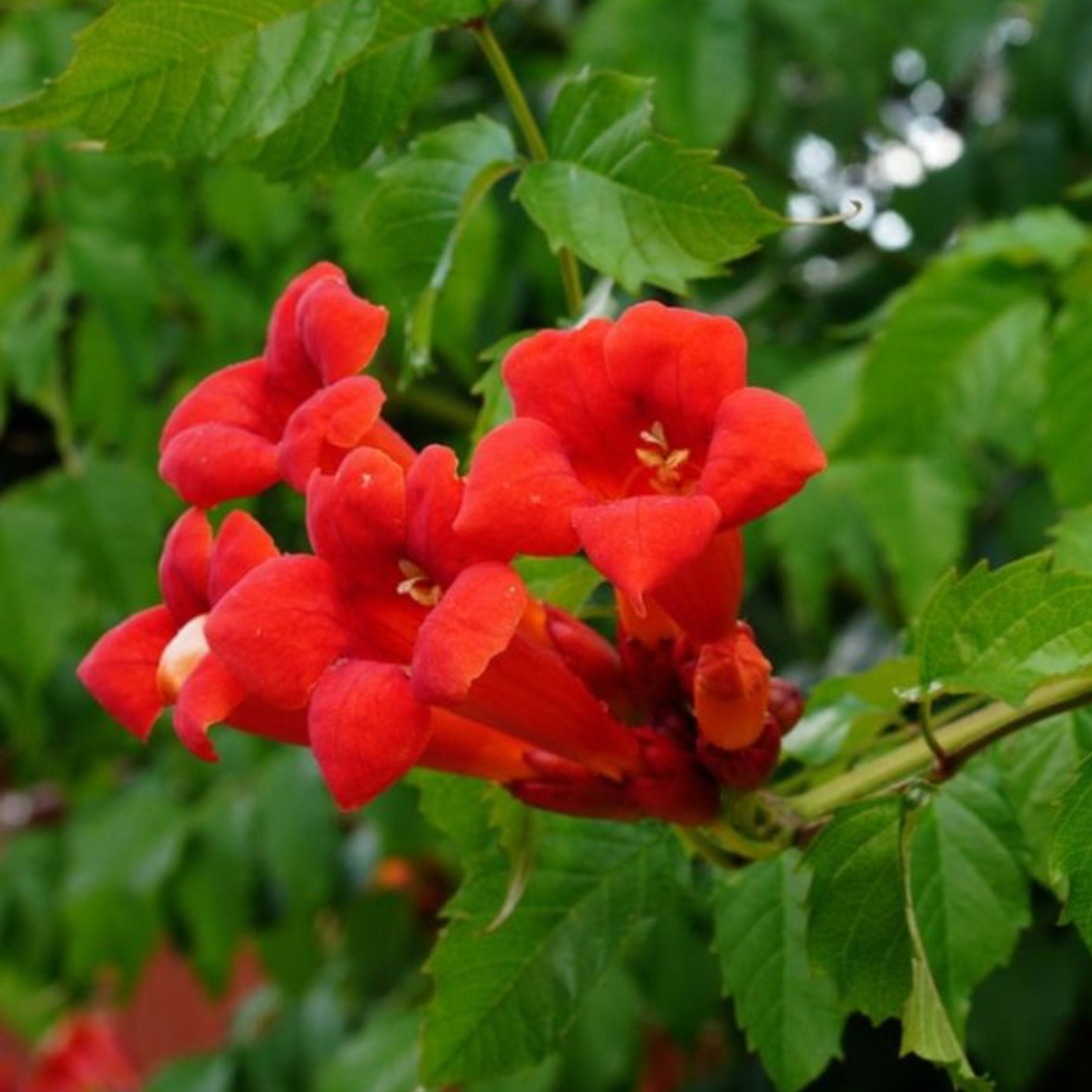 Red Trumpet Vine (Campsis Radicans) Creeper Flowering Live Plant