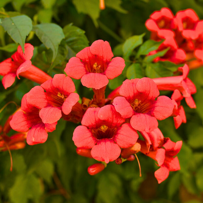 Red Trumpet Vine (Campsis Radicans) Creeper Flowering Live Plant