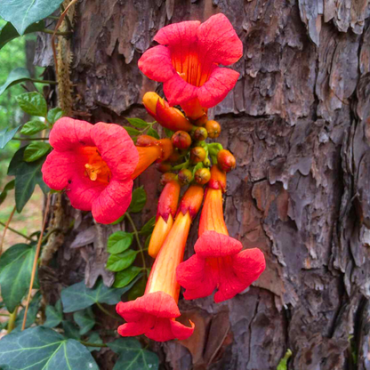 Red Trumpet Vine (Campsis Radicans) Creeper Flowering Live Plant