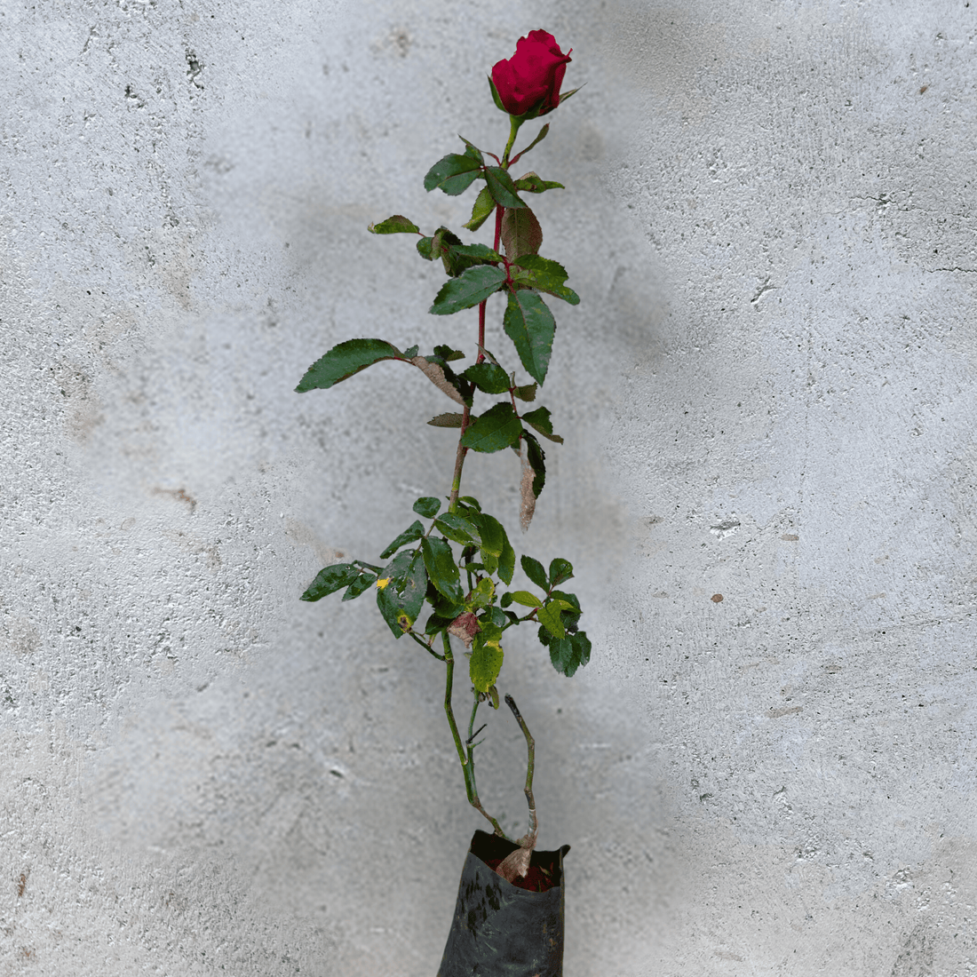 Red Valentine Rose Grafted Live Plant