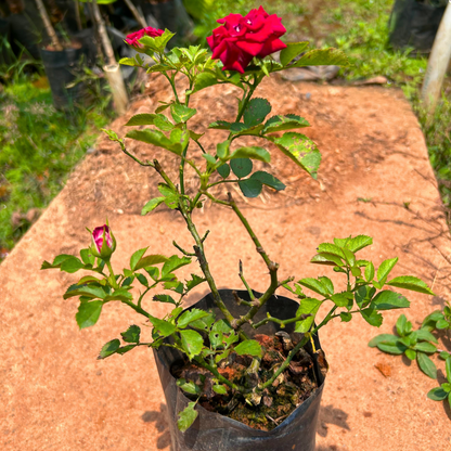 Red Velvet Rose Grafted Live Plant