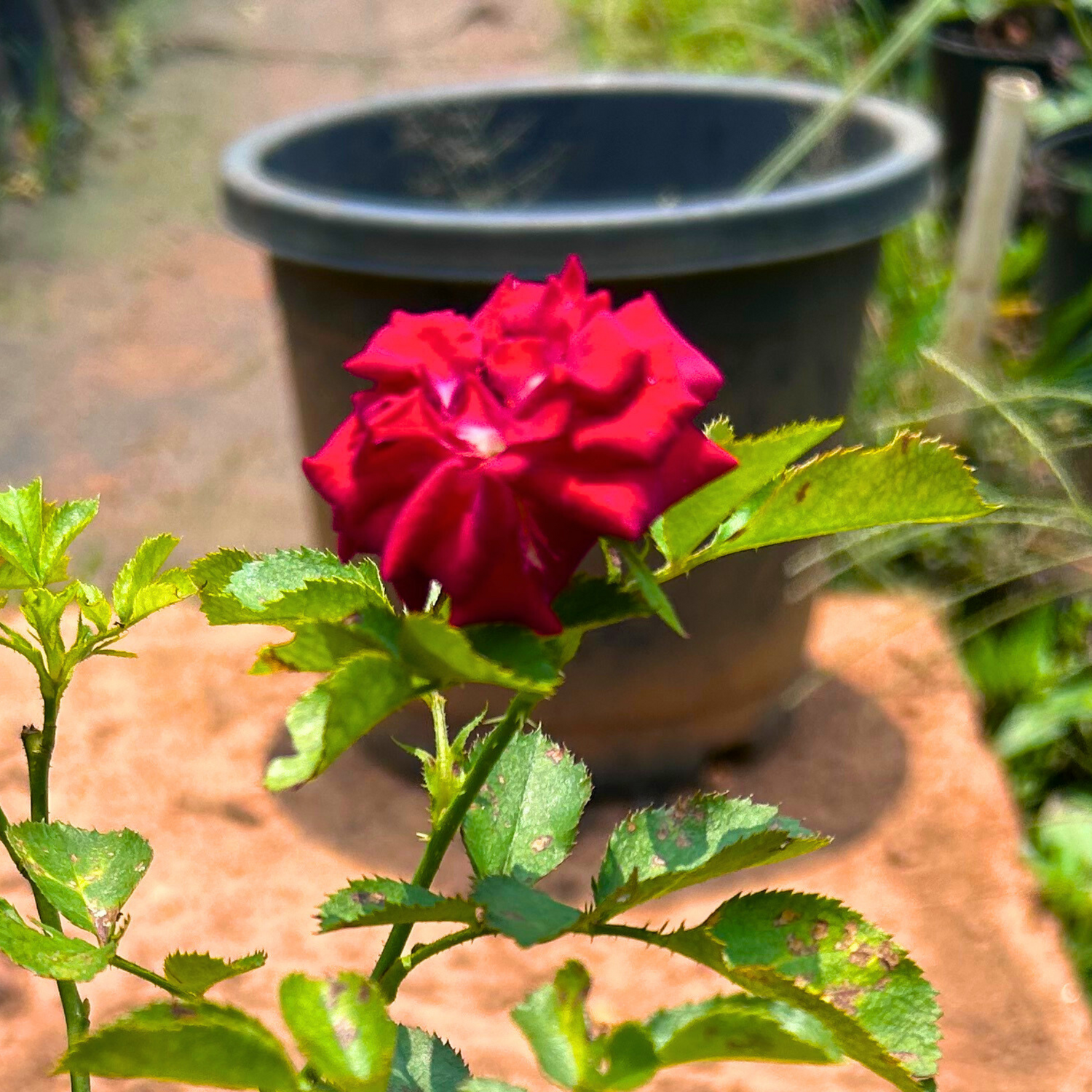 Red Velvet Rose Grafted Live Plant