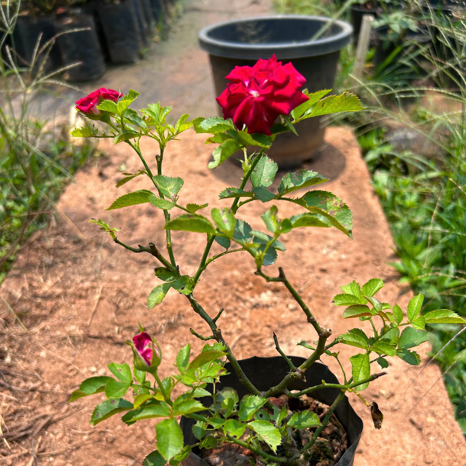 Red Velvet Rose Grafted Live Plant