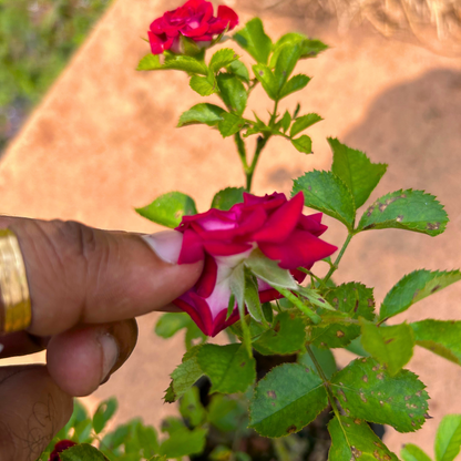 Red Velvet Rose Grafted Live Plant