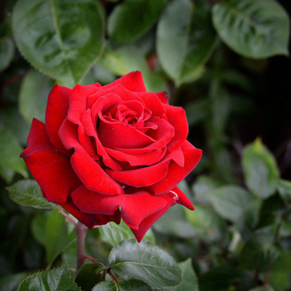 Red Velvet Rose Grafted Live Plant