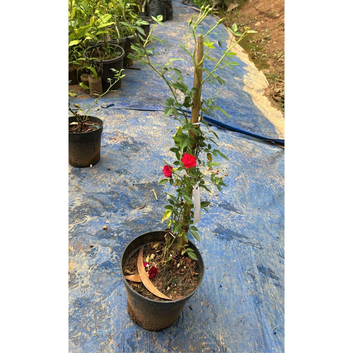 Red, White &amp; Pink Creeper/ Climbing Rose Combo Live Plant