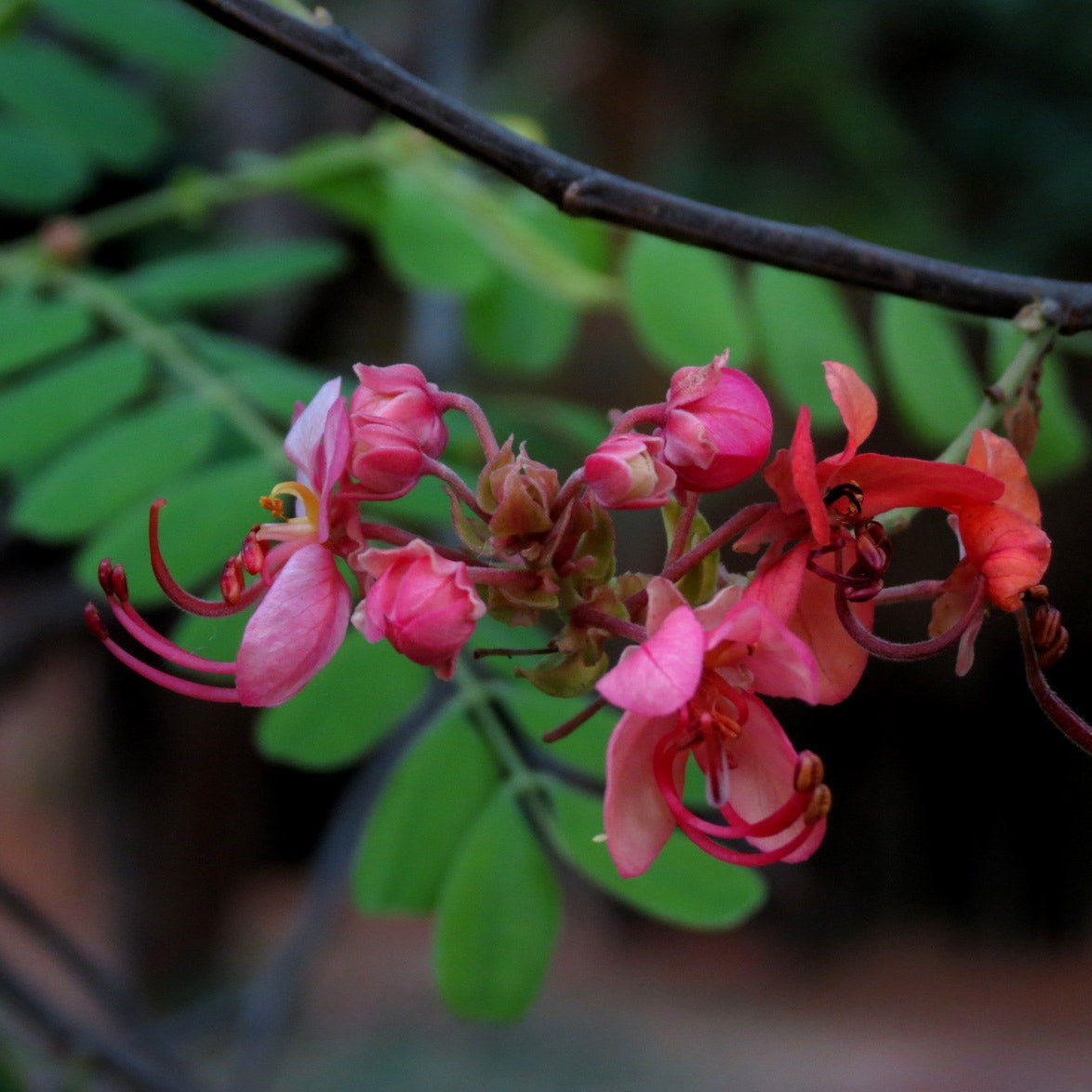 Red Cassia (Cassia roxburghii) Flowering Live Plant