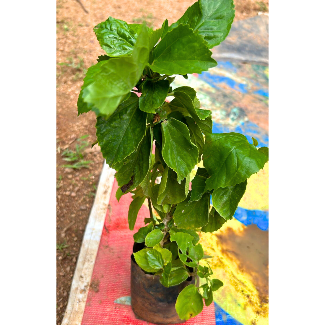 Red Dragon Hibiscus All Time Flowering Live Plant with Flower